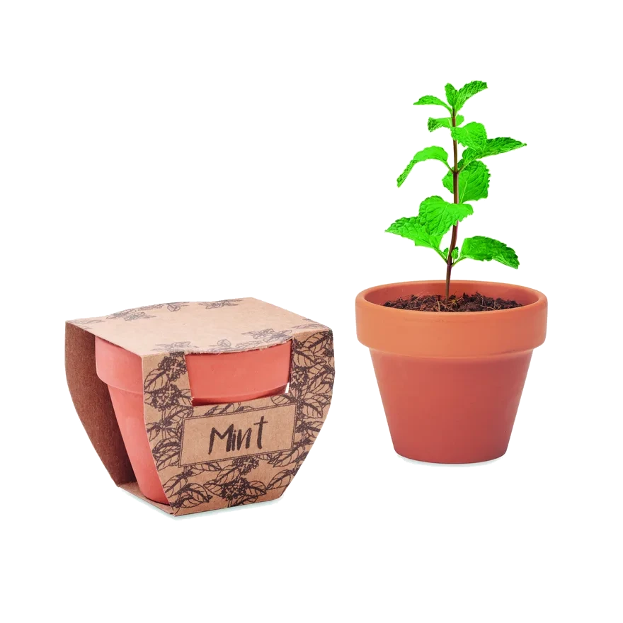 Pot de graines à faire pousser